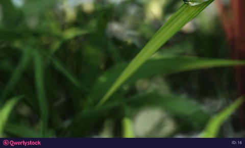 a drop of water falls on a blade of grass.