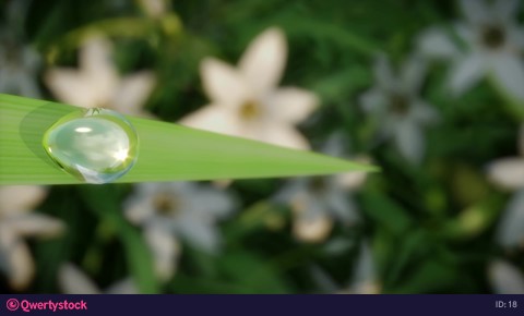 A drop of water on a stalk of grass. 3d render. Animation.