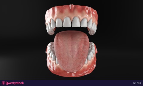 Realistic mouth with gums teeth and tongue 4k animation