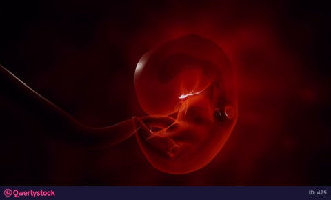 Human embryo growth. 3d animation