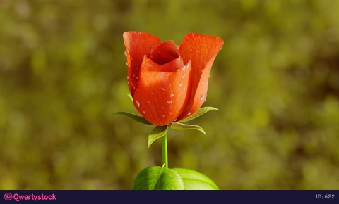 Rose Flower Growth close up 4k animation