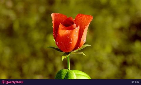 Rose Flower Growth close up 4k animation