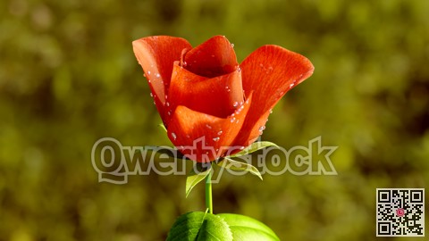 Rose Flower Growth close up 3d rendering