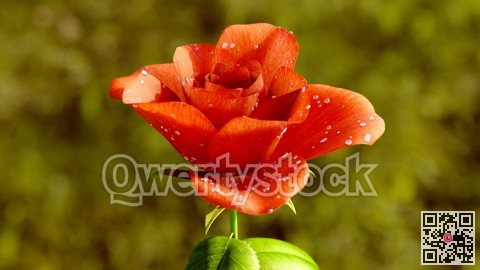 Rose Flower Growth close up 3d rendering