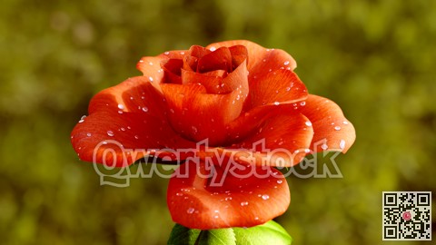 Rose Flower Growth close up 3d rendering