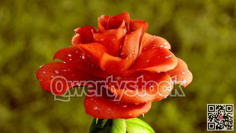 Rose Flower Growth close up 3d rendering
